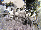 Mietitura (anni '50-'60)