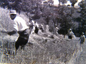 Mietitura (anni '50-'60)