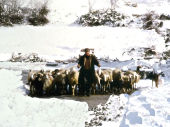 Pecore nella neve