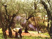 Raccolta delle oliva per la produzione di olio extravergine