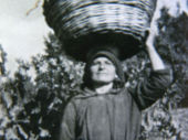 Vendemmia (1950)